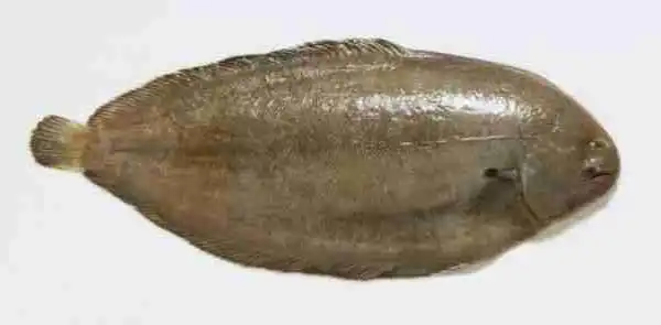 Unbelievable: Man Nearly Ends Up Dead as a Whole Fish Jumps Down His Throat